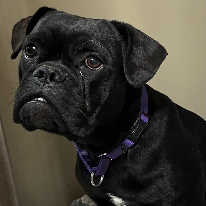An adult small-sized male Black Boston Terrier dog named Hamilton for adoption in Palm Springs, CA