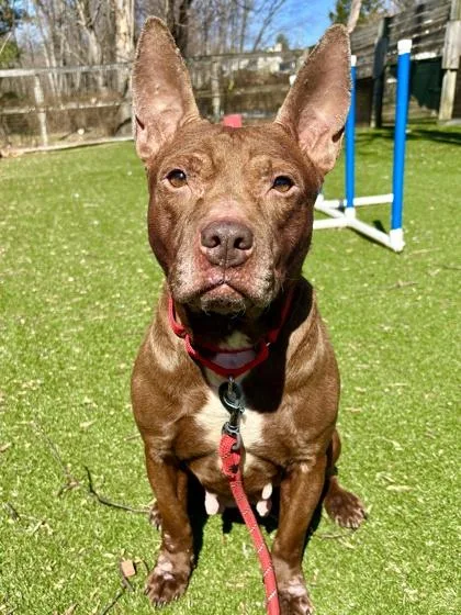 An adult medium-sized female Mixed Breed dog named Asmara for adoption in West Chester, PA
