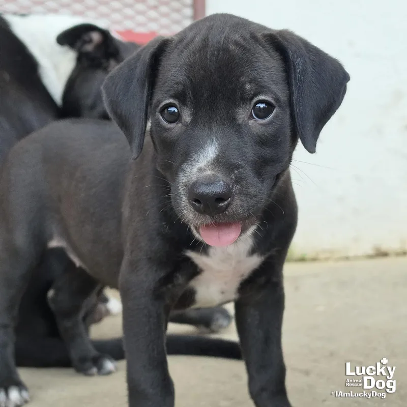 A baby large-sized female Labrador Retriever dog named Sunny for adoption in Washington, DC