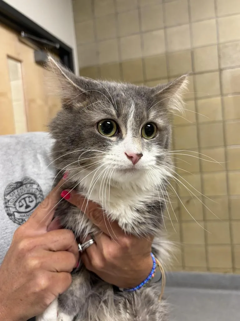 An adult large-sized male Domestic Long Hair cat named Marvin for adoption in Greenfield, IN