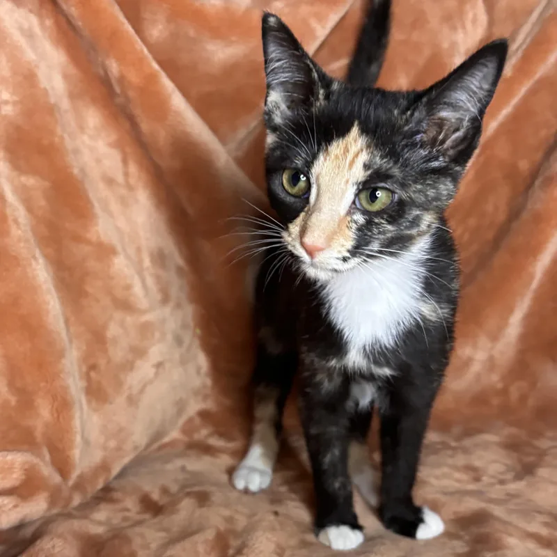 A baby medium-sized female Tortoiseshell cat named Regina for adoption in Woodlawn, TN