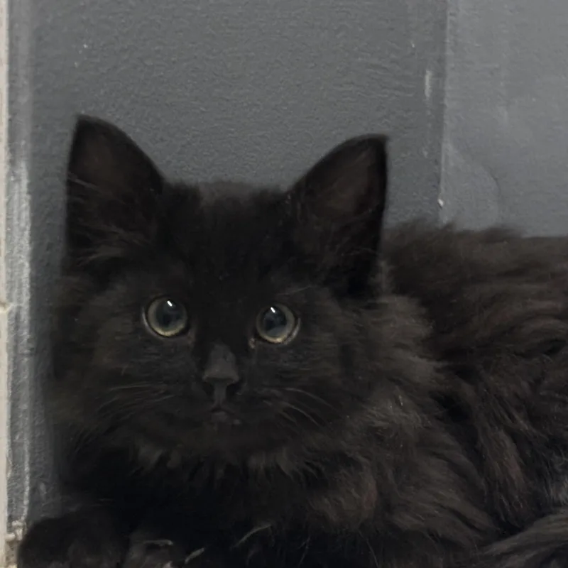 A baby medium-sized male Black Domestic Short Hair cat named Whitney for adoption in Chicago, IL