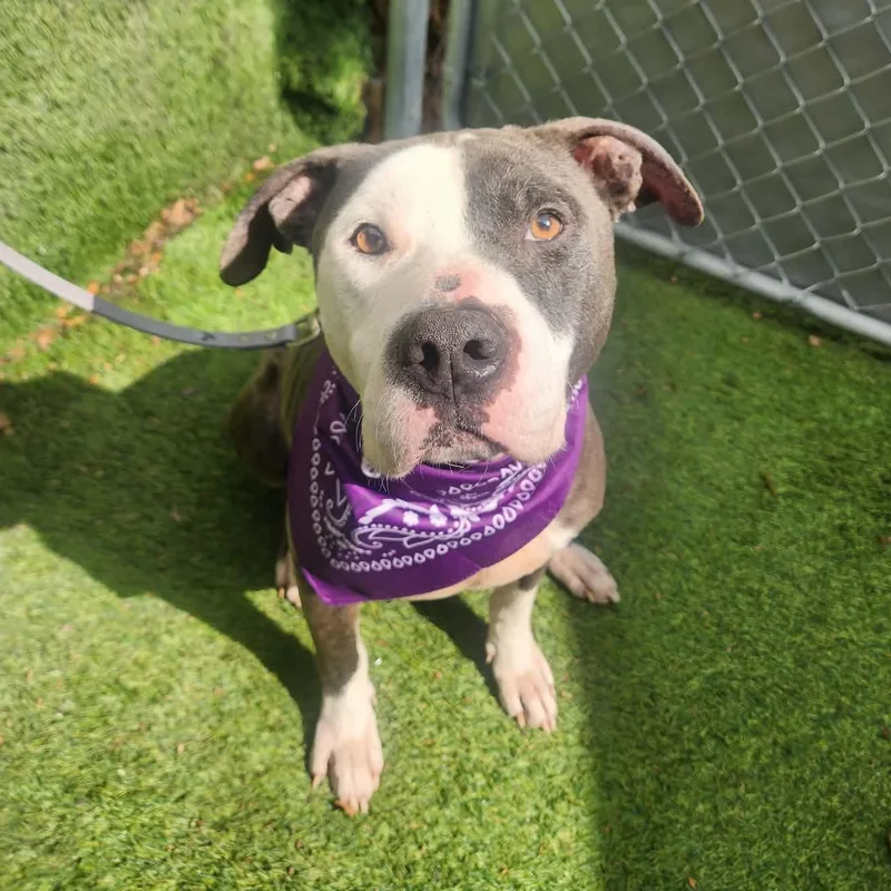 An adult large-sized male Gray / Blue / Silver American Staffordshire Terrier dog named Valor for adoption in Oak Point, TX