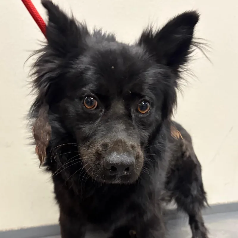 An adult medium-sized male Black Cardigan Welsh Corgi dog named Chato for adoption in Yuma, AZ