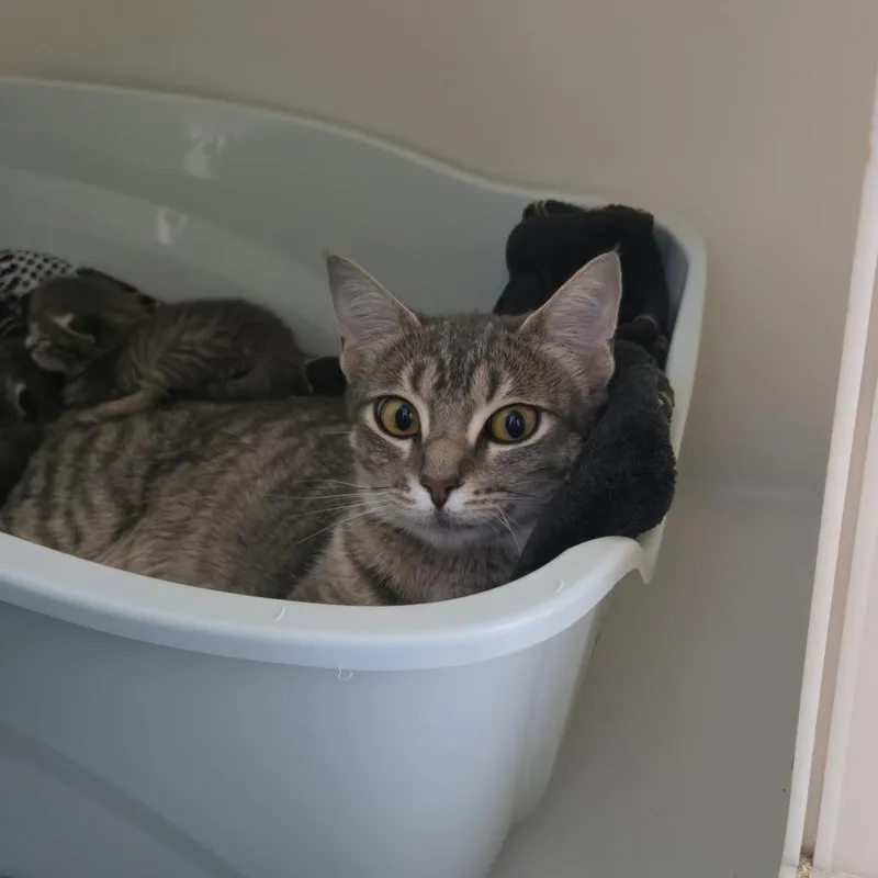 An adult medium-sized female Gray / Blue / Silver Domestic Short Hair cat named Rosemary for adoption in Tawas City, MI