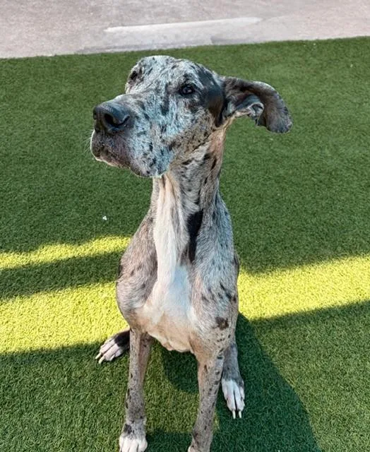 An adult extra large-sized female Mixed Breed dog named Saffire for adoption in Dallas, TX