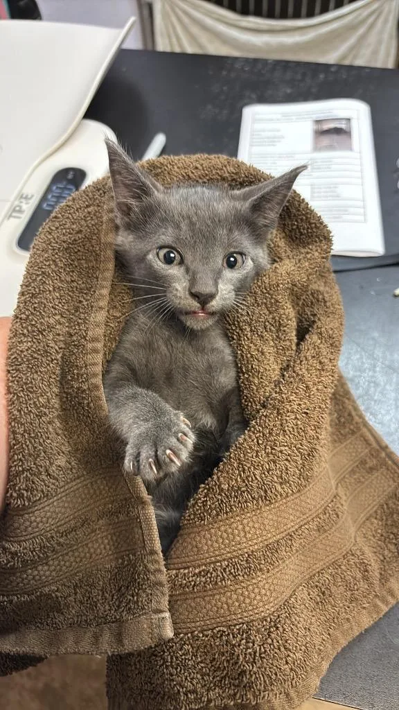 A baby small-sized male Domestic Short Hair cat named Donner for adoption in New Braunfels, TX