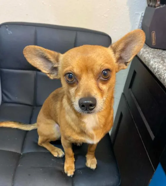 Olaf In Tx thumbnail 2