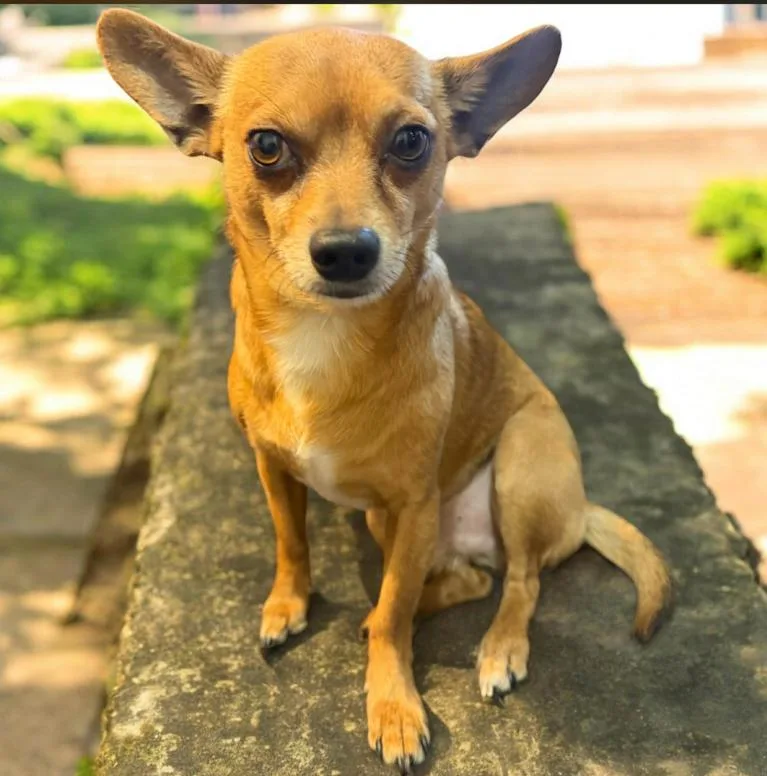 Olaf In Tx thumbnail 3