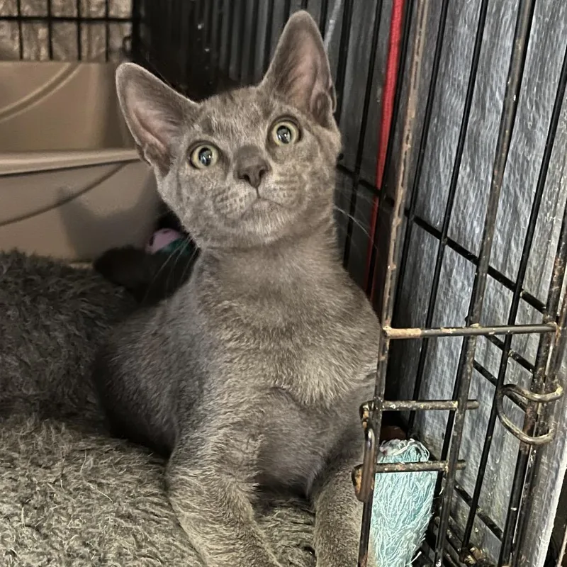 A baby small-sized male Gray / Blue / Silver Domestic Short Hair cat named Moonie for adoption in Stephenville, TX