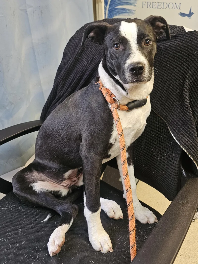 A young medium-sized female Mixed Breed dog named Badger for adoption in TULSA, OK