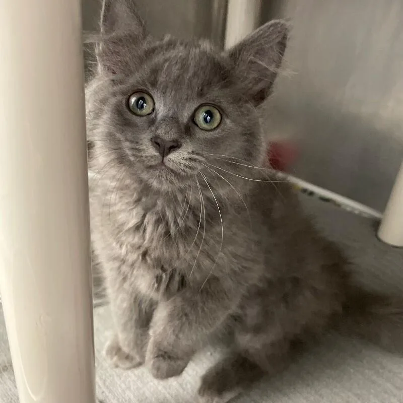 A baby medium-sized female Domestic Long Hair cat named Esther for adoption in Roanoke, VA