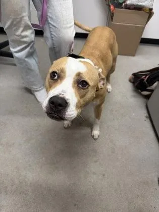 An adult medium-sized female Mixed Breed dog named Lizzy for adoption in West Chester, PA