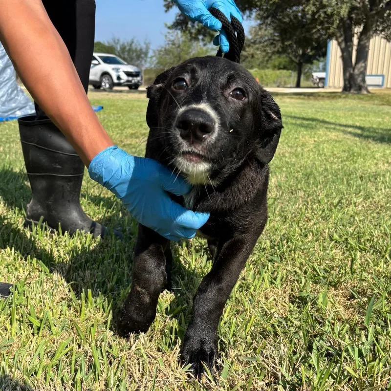 Rooster R thumbnail 2