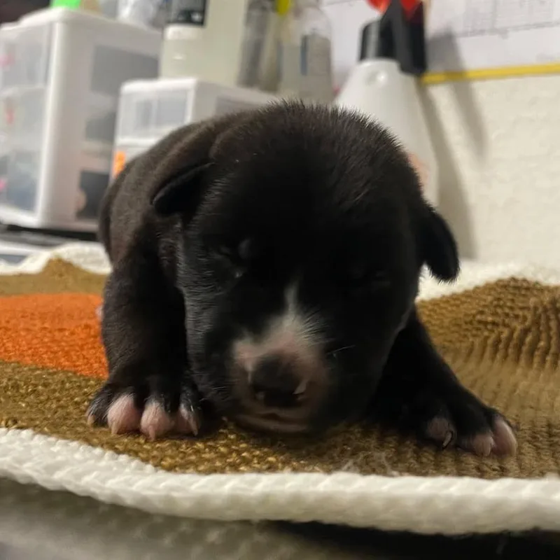 Rooster R thumbnail 3