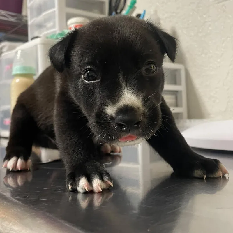 Rooster R thumbnail 4