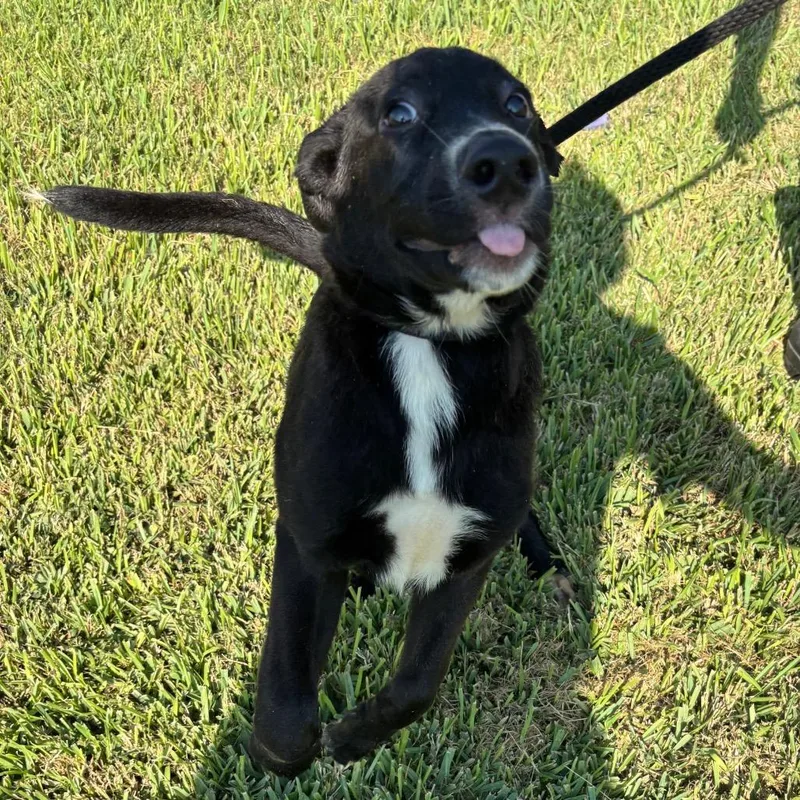 Rooster R thumbnail 5