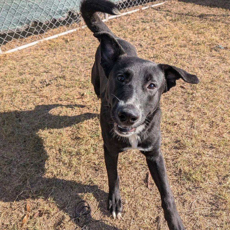 Rooster R thumbnail 6