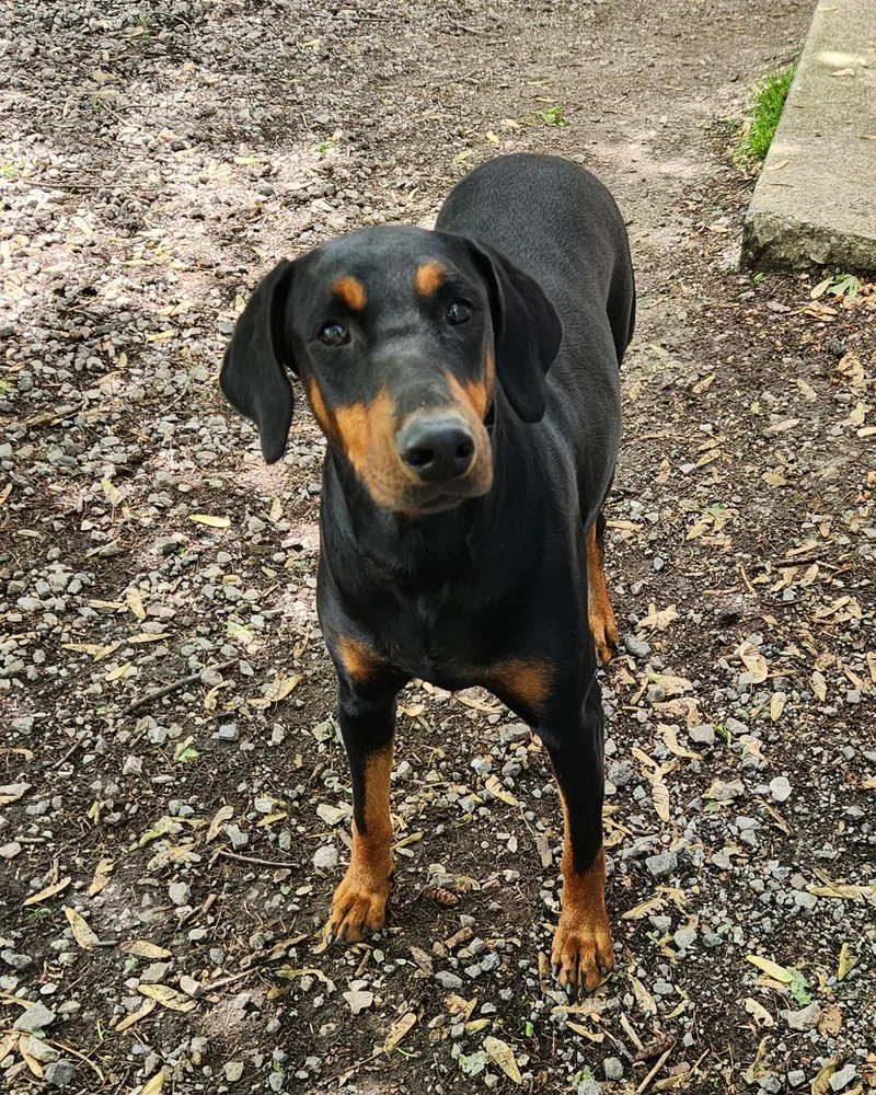 Sadie