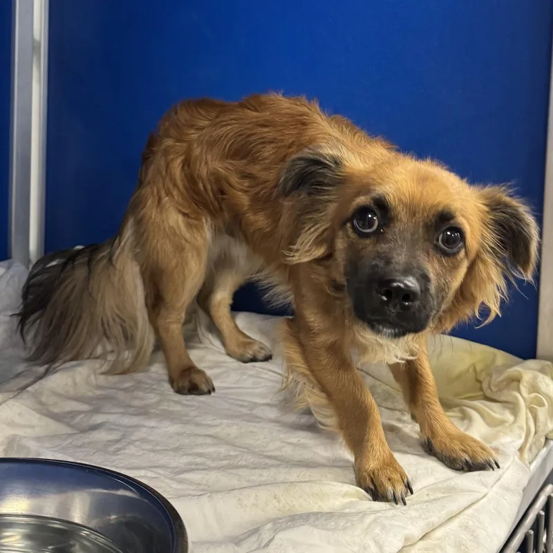 An adult small-sized male Mixed Breed dog named 112565 for adoption in Las Cruces, NM