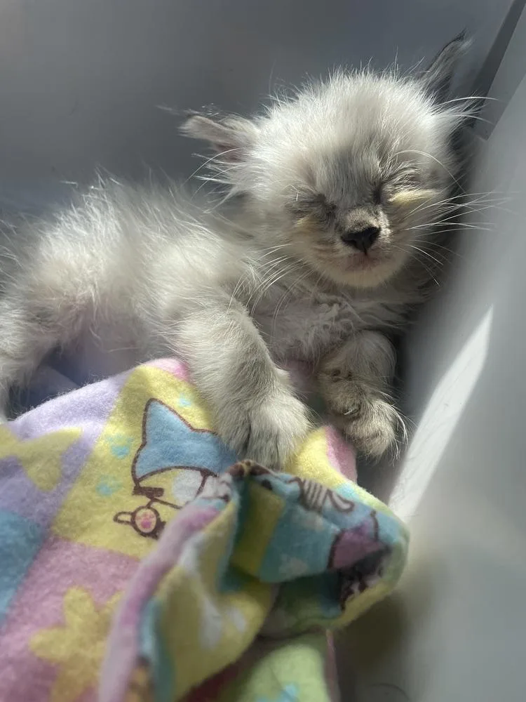 A baby small-sized female Gray & White Domestic Long Hair cat named Elain for adoption in Newnan, GA