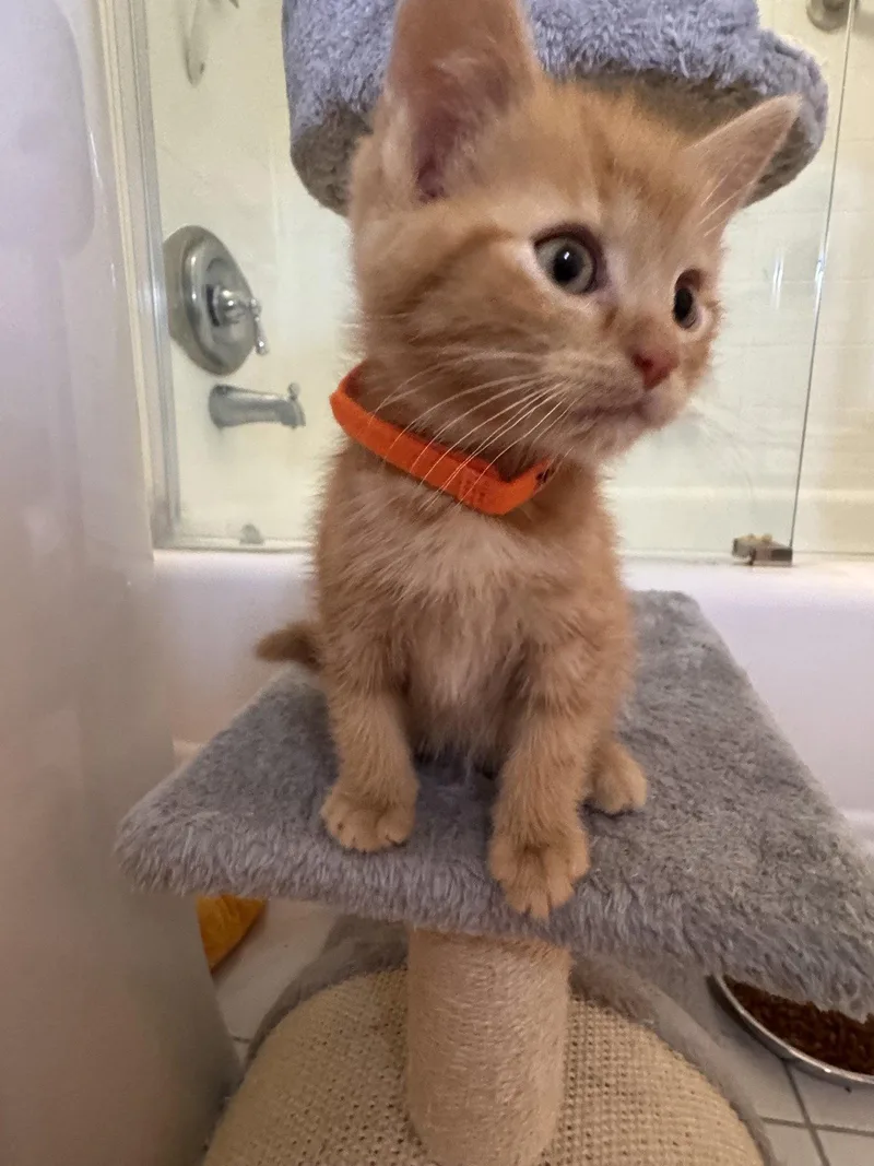 A baby medium-sized male Orange / Red Domestic Short Hair cat named Tillamook for adoption in Herndon, VA
