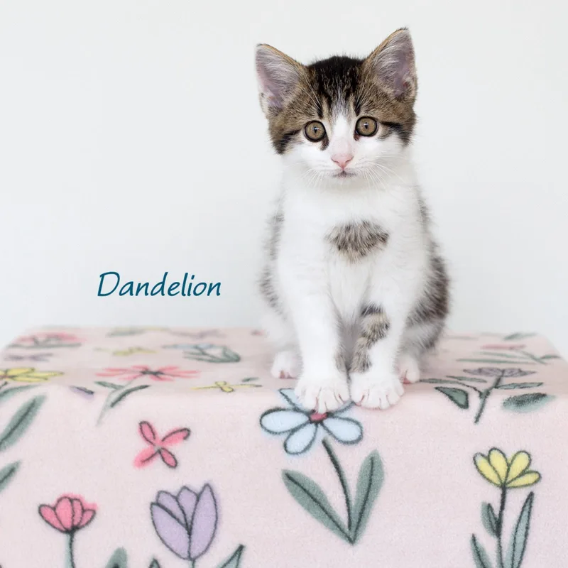 A baby medium-sized male Domestic Short Hair cat named Dandelion for adoption in Rochester, NY