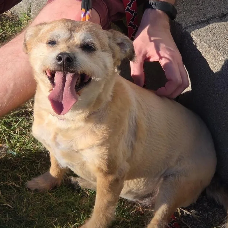 An adult medium-sized female White / Cream Terrier dog named Stormi for adoption in Maryville, TN