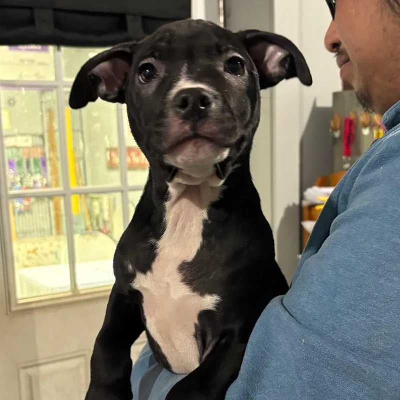 A baby medium-sized female Black Mixed Breed dog named Duchess for adoption in Wappingers Falls, NY