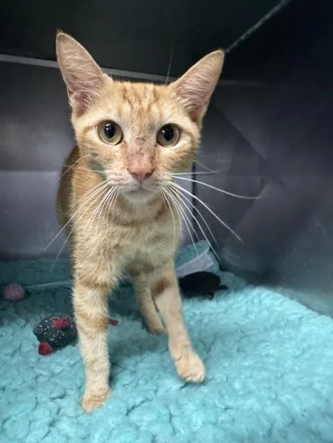 An adult medium-sized female Tabby (Orange / Red) Domestic Short Hair cat named Jemma for adoption in Lynn Haven, FL