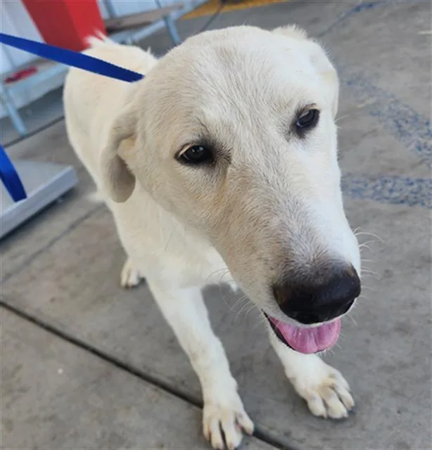 A baby small-sized female Labrador Retriever dog named Liliana for adoption in Bakersfield, CA