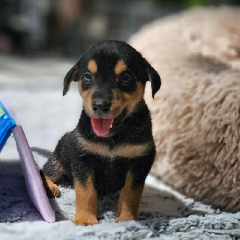 A baby medium-sized male Bicolor Black Labrador Retriever dog named Cade for adoption in Cleveland, TX