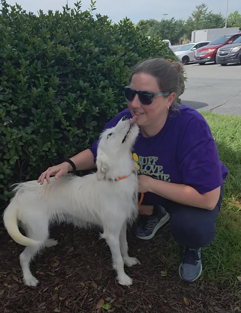 A young medium-sized female Husky dog named Kate for adoption in Thomasville, NC