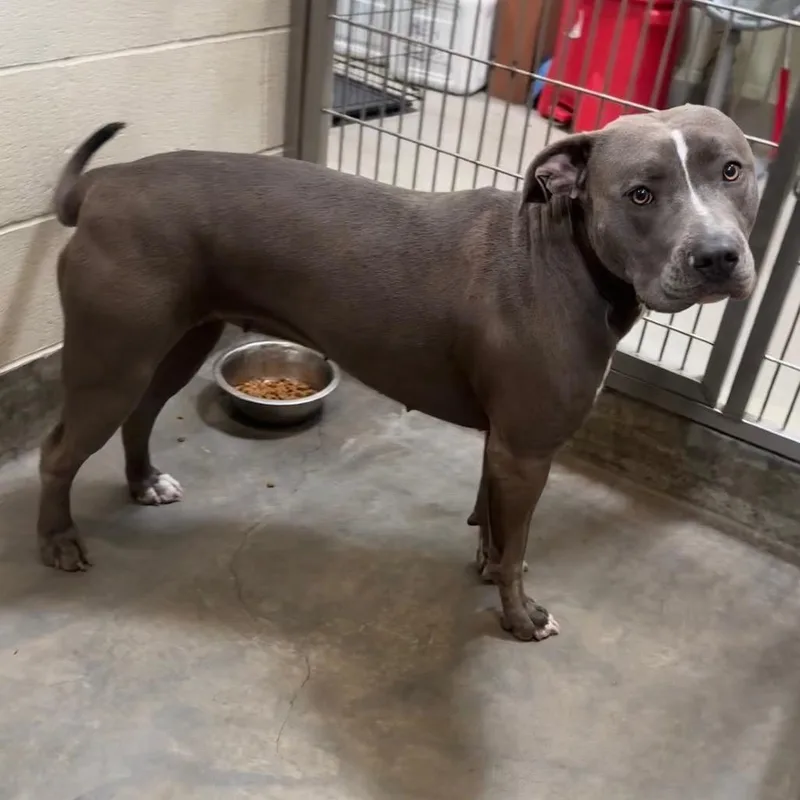 An adult large-sized female Gray / Blue / Silver Pit Bull Terrier dog named IEPAStray for adoption in Upland, CA