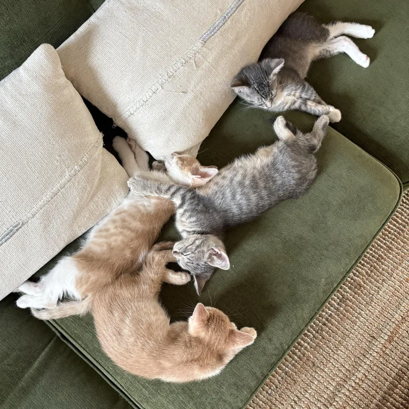 A baby medium-sized male Tabby (Gray / Blue / Silver) Domestic Short Hair cat named Carnation for adoption in BROOKLYN, NY