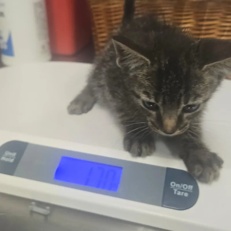 A baby small-sized male Brown / Chocolate Domestic Short Hair cat named Stevie Von for adoption in Milton, FL