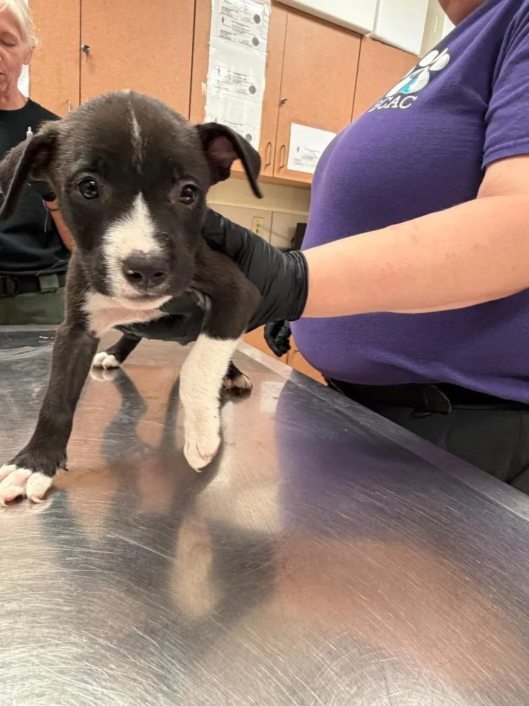 A baby small-sized male Mixed Breed dog named Gunner for adoption in Bossier City, LA