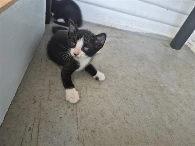 A baby small-sized female Domestic Short Hair cat named Mocha for adoption in San Antonio, TX