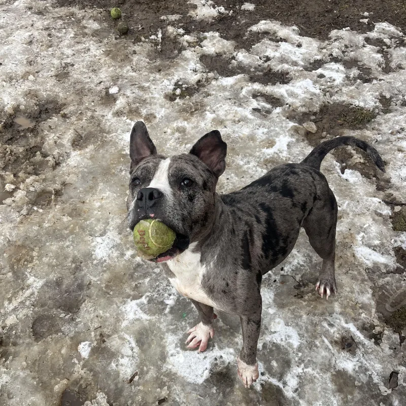 A young medium-sized male Gray / Blue / Silver American Bully dog named Clifford for adoption in Yonkers, NY