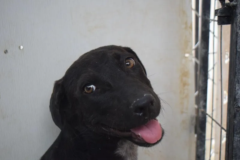 A baby medium-sized male Labrador Retriever dog named Keanna for adoption in Pahrump, NV
