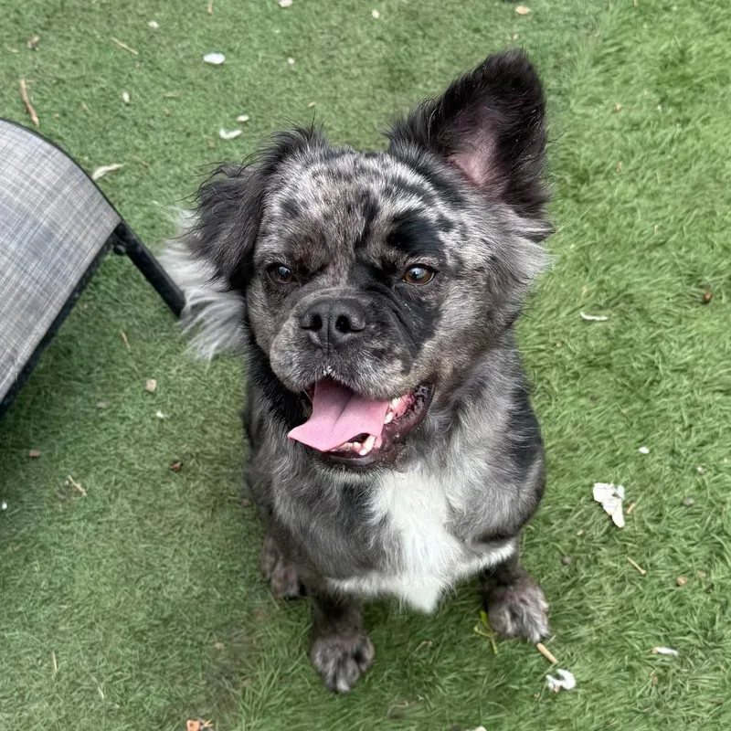 A young medium-sized male Gray / Blue / Silver French Bulldog dog named Rex for adoption in Brooklyn, NY
