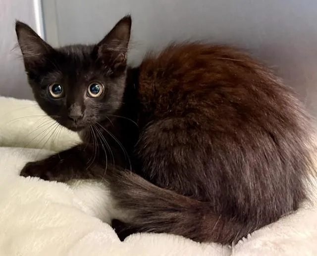 A baby small-sized female Domestic Medium Hair cat named Graphite for adoption in Sarasota, FL