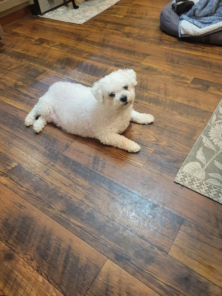 An adult small-sized female White / Cream Bichon Frise dog named Charlotte Bichon for adoption in Gillsville, GA