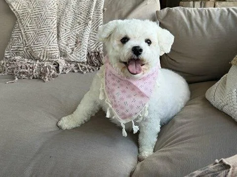 Charlotte Bichon thumbnail 2