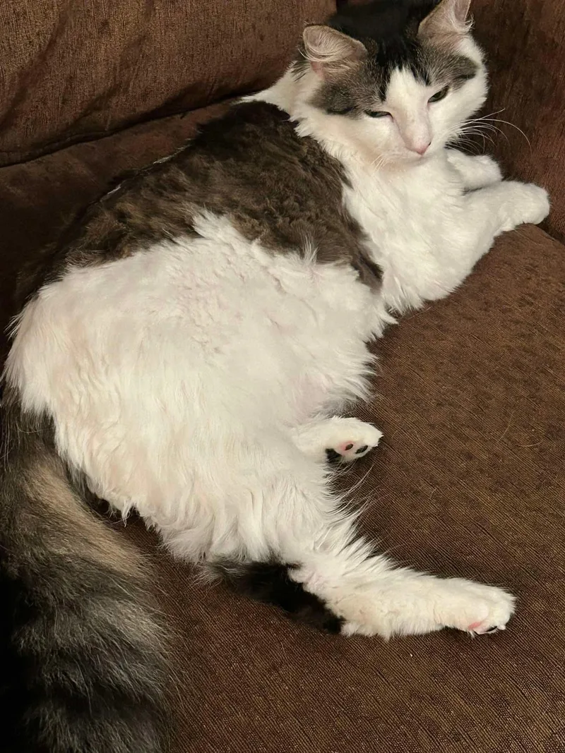 A young medium-sized male White Maine Coon cat named Noah for adoption in Boiling Springs, PA