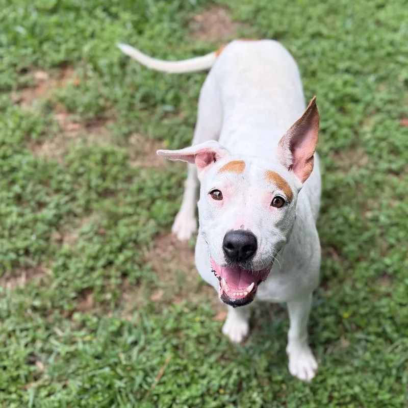 An adult medium-sized female Red / Chestnut / Orange Mixed Breed dog named Holly for adoption in Summerdale, AL