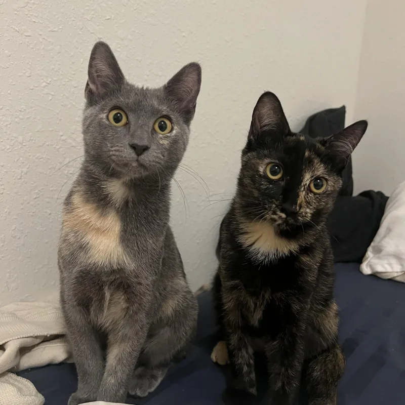 A baby medium-sized female Tortoiseshell Domestic Short Hair cat named Soufflé for adoption in Jacksonville, FL