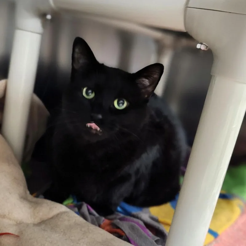 A senior extra large-sized female Black Domestic Short Hair cat named Katara for adoption in Grand Rapids, MI