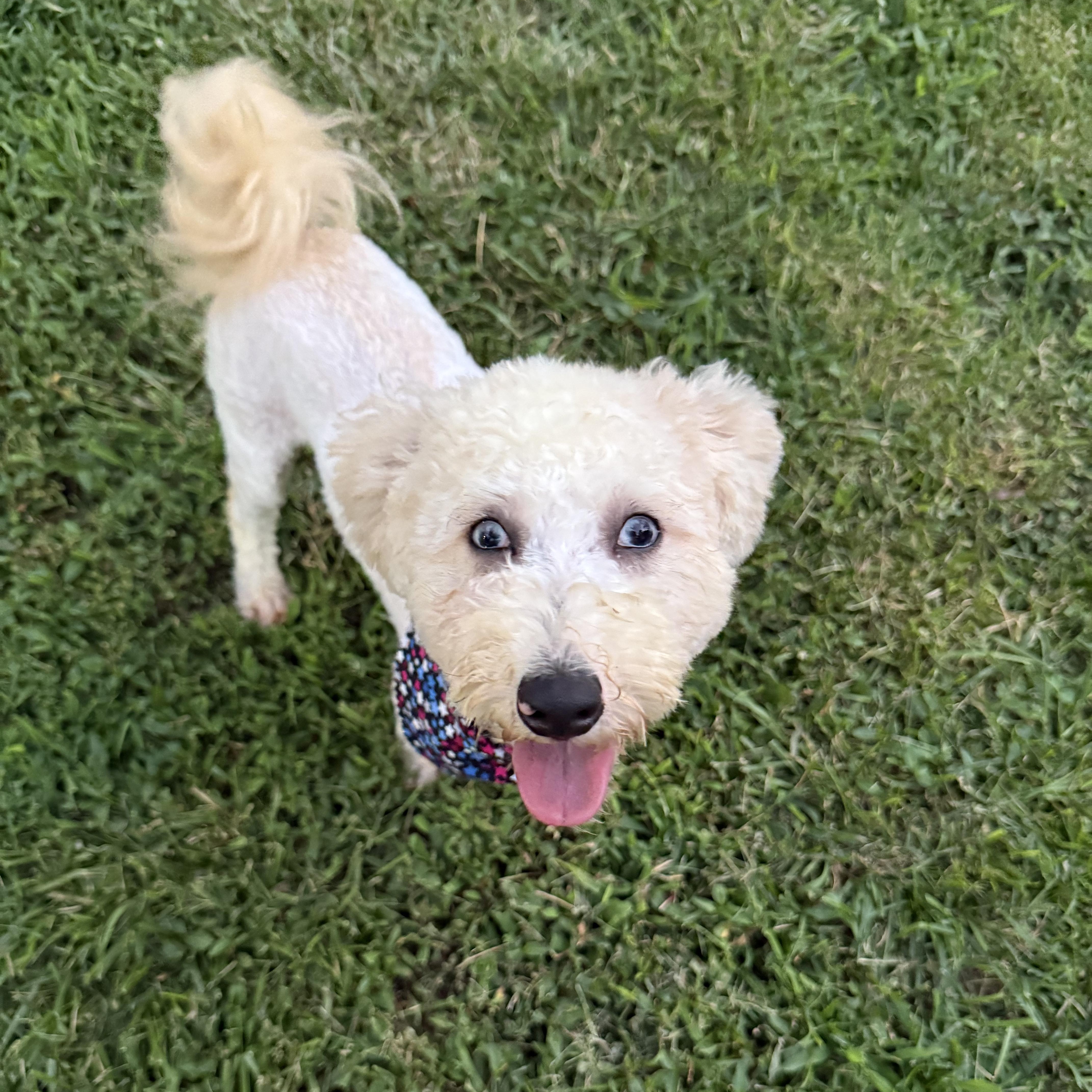 A young small-sized female White / Cream Miniature Poodle dog named Liberty for adoption in Murphysboro, IL