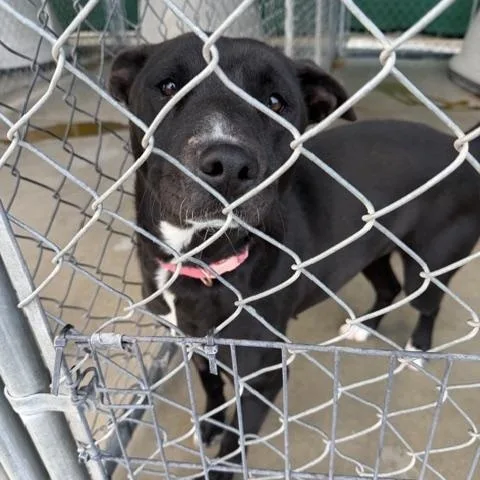 A young medium-sized female Black Pit Bull Terrier dog named Marley for adoption in Rawlins, WY